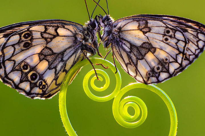 Følelsenes kraft i makrofotografi